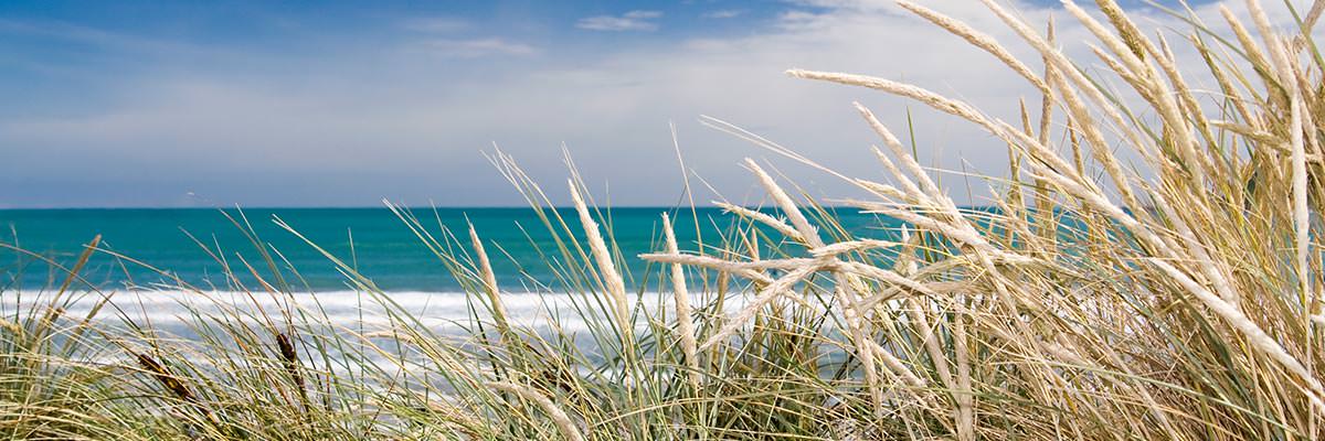 Grasses at the edge of a deserted Kiwi beach