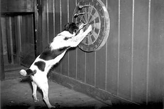 Dog collecting darts from the dartboard