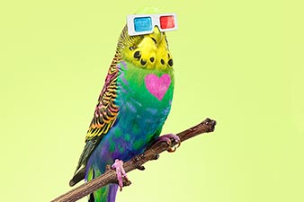 Multicolored budgie wearing 3-D glasses