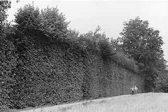 Old photo of two men looking up at an enormous hedge