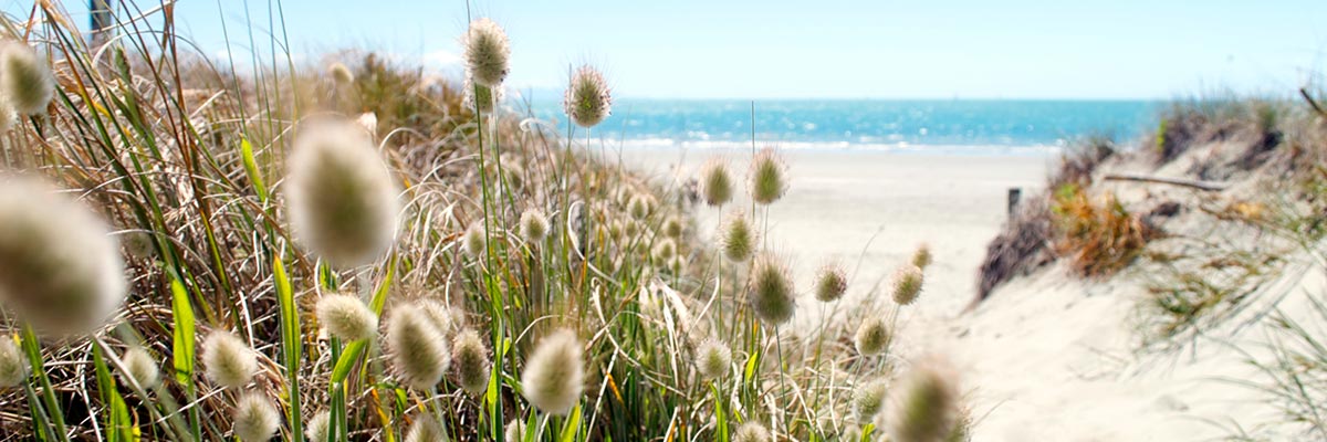 Bunny tail grasses at the edge of a deserted Kiwi beach