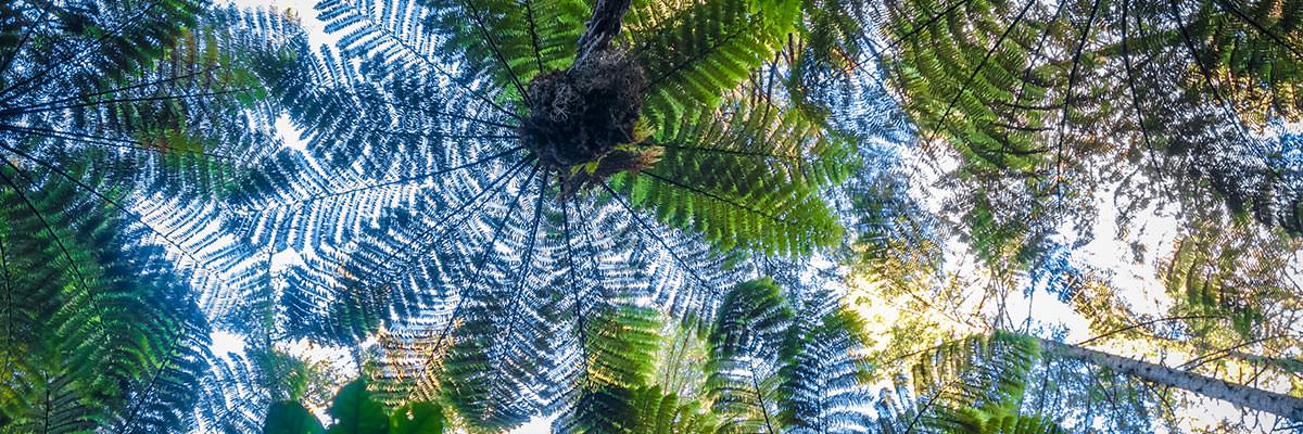 Looking up at tree fern canopies silhouetted against the sky, Whakarewarewa Redwood Forest, Rotorua